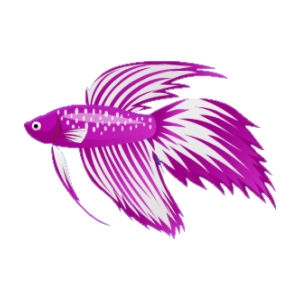 Violet Cream Betta